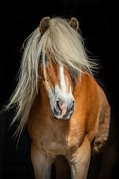 Bas von Eilandkarakters Ameland