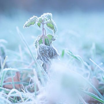 In winter van Nildo Scoop