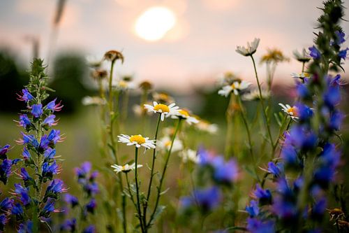 La belle éphémère
