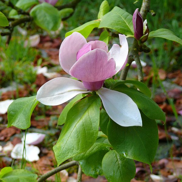 Magnolia  - Tulpenbaum  von  