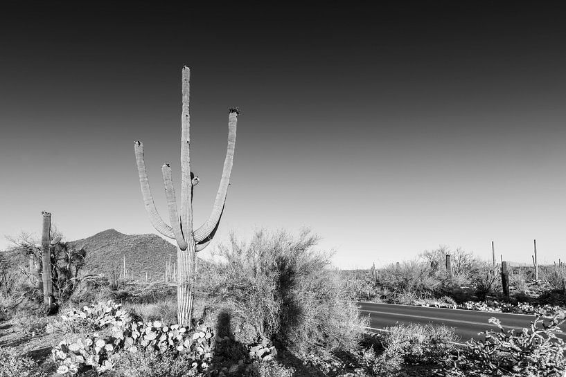 Impression du paysage du parc national Saguaro | Monochrome par Melanie Viola