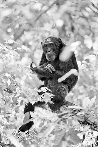 wilder Schimpanse von Jürgen Ritterbach