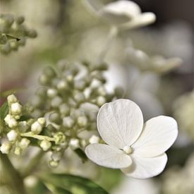 Witte Hortensia Vintage by DoDiLa Foto's