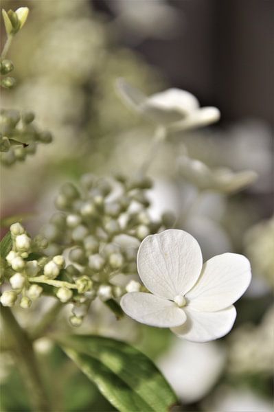 Witte Hortensia Vintage by DoDiLa Foto's