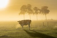 Dutch farm landscape during sunrise