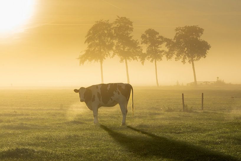 Dutch farm landscape during sunrise by Friso Schinkel