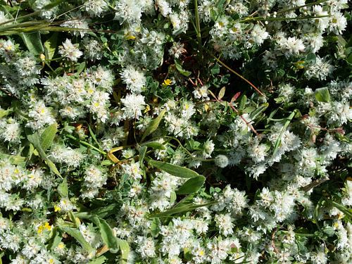 Snowwhite witte bloemetjes close-up
