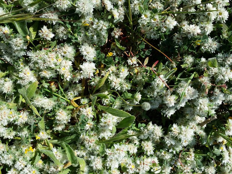 Snowwhite witte bloemetjes close-up par Karen Bos