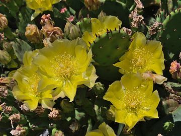 Bloeiende cactusvijg van Timon Schneider