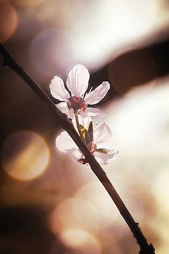 Lente bloesem van Marianna Pobedimova