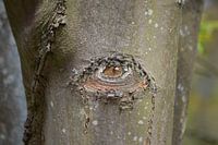 Boom met oog in de schors. Bijzondere natuur.
