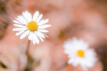 Gänseblümchen Blumen auf Pastellrosa | Frühling Naturfotografie von Denise Tiggelman
