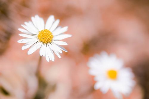 Madeliefjes bloemen op pastel roze | Lente natuur fotografie