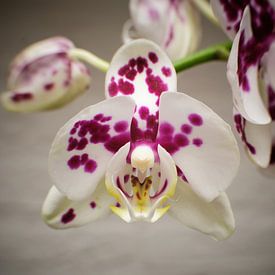 Orchidee von Jan Kooreman