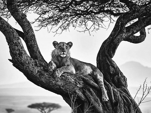 Lion resting in an old tree