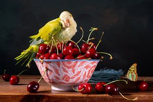 Stilleben 'Rote Kirschen mit Wellensittich'