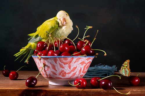 Still life 'Red cherries with cockatiel'
