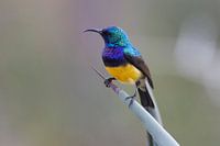 Vogel Tanzania