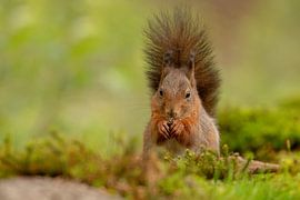 Écureuil, avec une belle queue sur Tanja van Beuningen