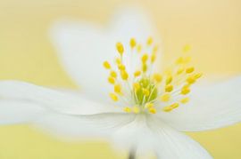 Natural beauty by Birgitte Bergman