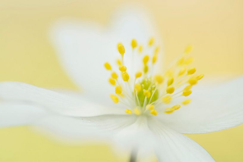 Natural beauty by Birgitte Bergman