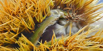 Châtaigne trop mûre