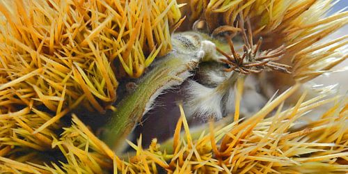 Châtaigne trop mûre sur Huub Westendorp