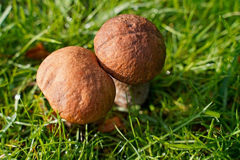Mushroom on the meadow in summer in Denmark by Babetts Bildergalerie