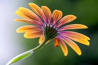 Marguerite against the light