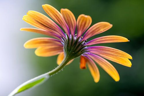 Margerite im Gegenlicht