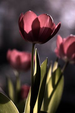Tulip by Con van Staa