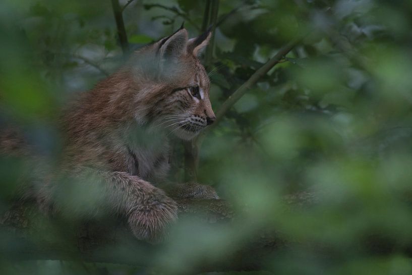Eurasischer Luchs ( Lynx lynx ) Jungtier, ruht verborgen im Gebüsch, perfekte Tarnung, Europa.sittin von wunderbare Erde