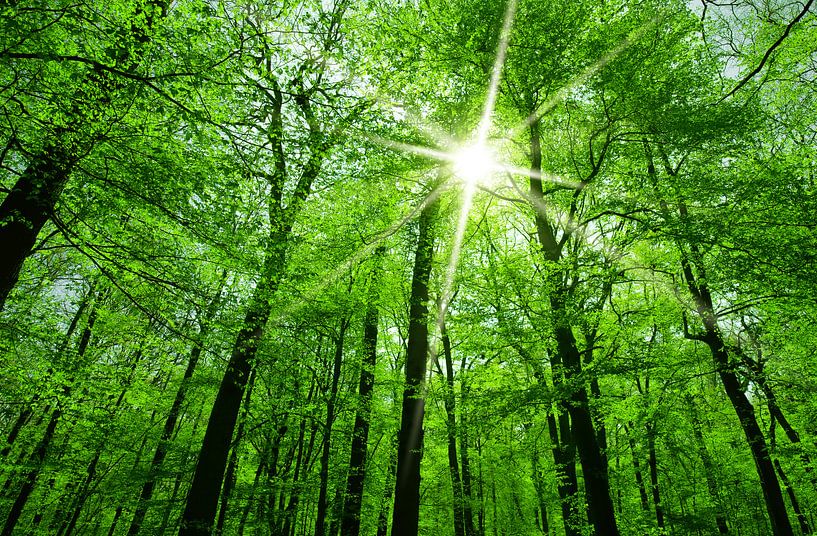 Lentebos van Bo Valentino