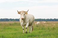 Blonde d'Aquitaine koe met  stier en kalveren op de achtergrond van Henk van den Brink thumbnail