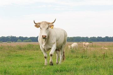 Blonde d'Aquitaine koe met  stier en kalveren op de achtergrond van Henk van den Brink