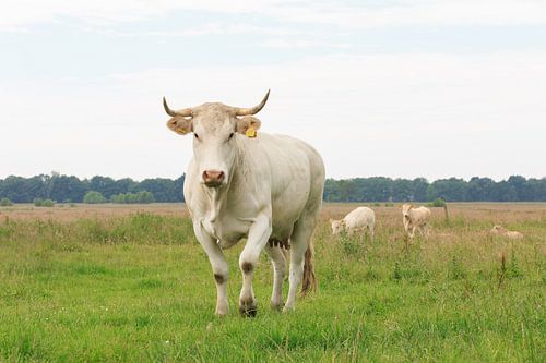 Blonde d'Aquitaine koe met  stier en kalveren op de achtergrond