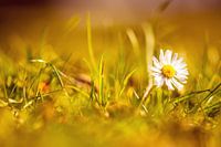 Gänseblume