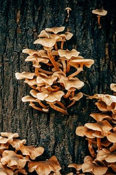 Group of Fungi 5/6 by Auke Hamers