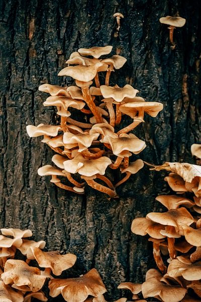 Group of Fungi 5/6 by Auke Hamers