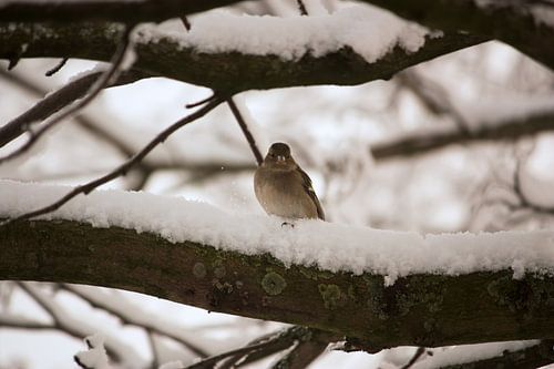 Winter Bird