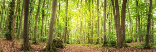 Waldpanorama - Waldweg im grünen Wald