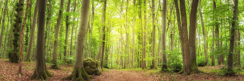 Un chemin forestier dans la forêt verte par Tobias Luxberg