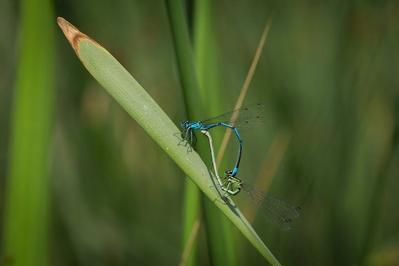 Deux libellules en vert et turquoise s'accouplant par Martina Weidner