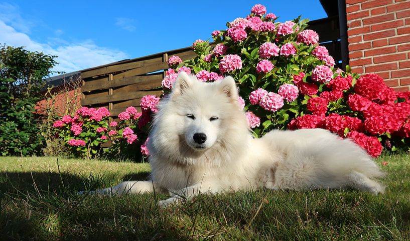 Samoyed by Bo Valentino