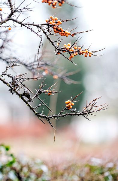 Winter bessen van Wouter de Bruijn