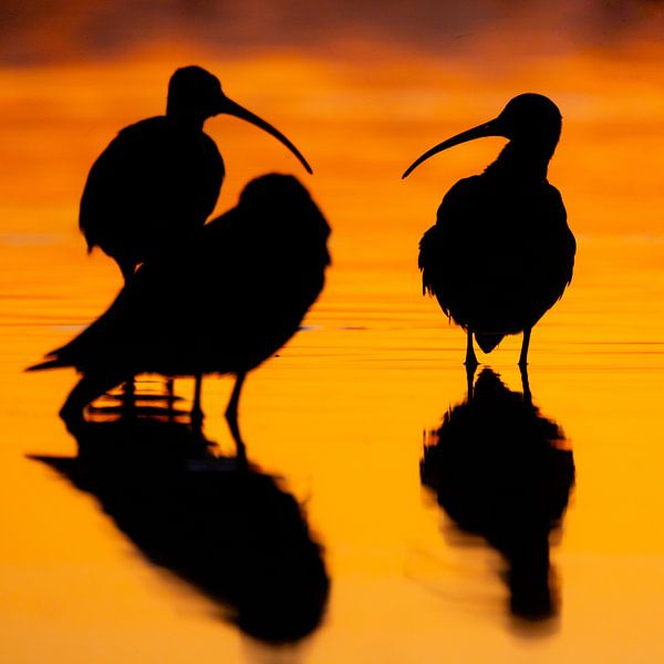 Vögel | Große Brachvögel Silhouetten in der untergehenden Sonne von Servan Ott