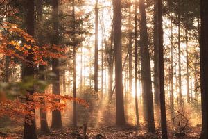 Zonnestralen in het Nijreesbos Almelo von Sabine Bartels