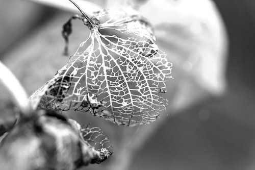 Alles wat over blijft