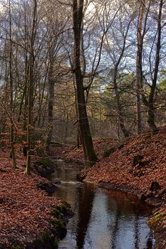 Ein Bach durch einen Buchenwald