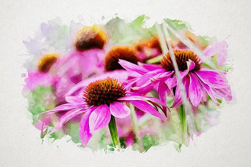 Aquarell rosa Sonnenhut